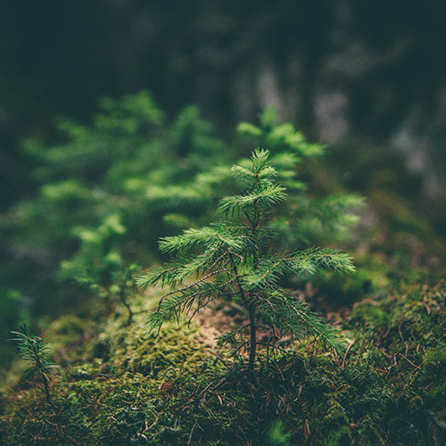 Kleine Tannenbäume auf Waldboden