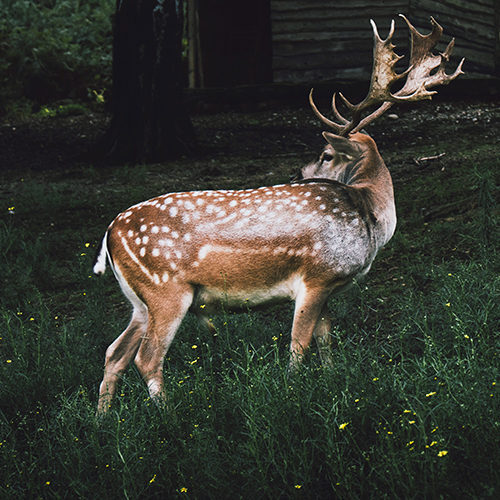 Damhirsch auf Wiese